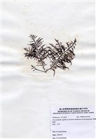 藏品(細翼枝菜)的圖片
